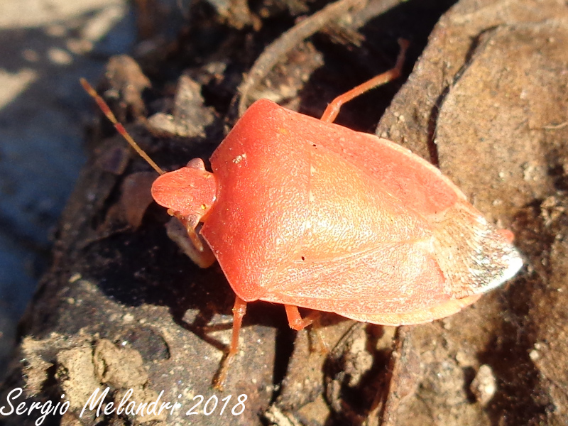 Nezara viridula  variante rossa:   Nezara viridula 